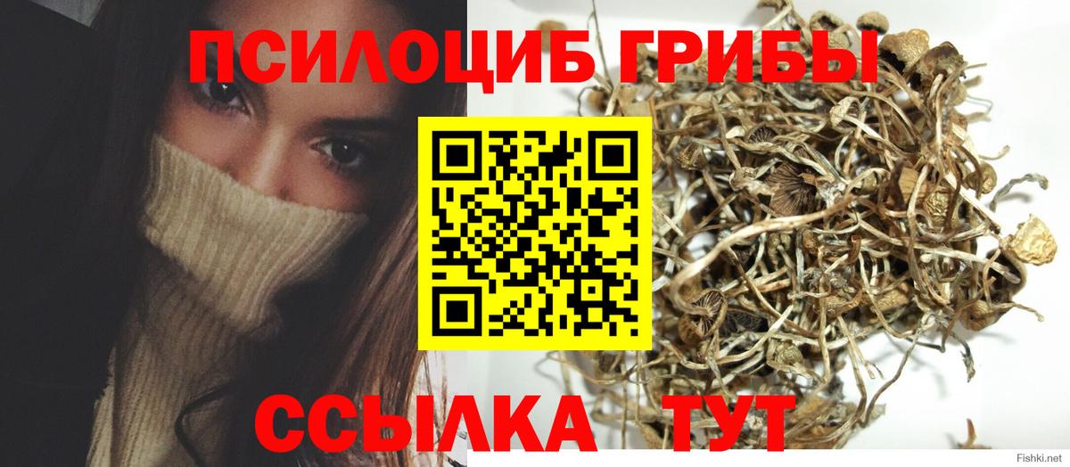 Галлюциногенные грибы Psilocybine cubensis Солнечногорск